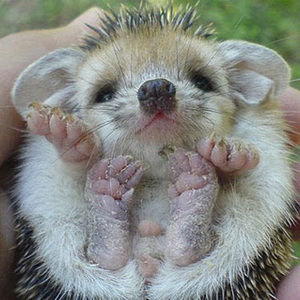 Meet your Posher, Gen